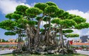 “Siêu cây” đại gia nước ngoài chi gần 500 tỷ không mua nổi