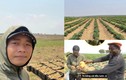 Cận cảnh nông trại xanh mướt rau củ của Quang Linh Vlog