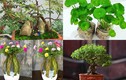 Ngỡ ngàng loạt cỏ dại “lên đời” thành bonsai