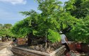 Chiêm ngưỡng loạt bonsai tiền tỷ của “vua me” ở miền Tây