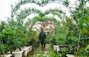 Trồng hoa hồng bonsai, chủ vườn Hà Nội thu “bộn” tiền
