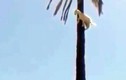 Clip: Dê bị “thần khỉ nhập”, trèo lên cây cọ cao chót vót 