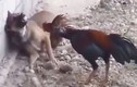 Clip: Sốc với cảnh gà trống tấn công khiến chó khiếp sợ