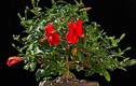 Ngỡ ngàng hoa dâm bụt thành siêu phẩm bonsai hút khách