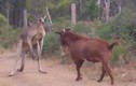Dê “rảnh việc” trêu kangaroo tức điên 