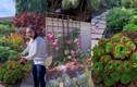 Cận cảnh khu vườn ngập hoa trong biệt thự ở Mỹ của Hồng Đào