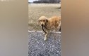 Clip: Chó cưng bất ngờ đem về cho chủ một con rắn