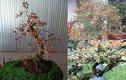 Ngắm bonsai dâu tằm trĩu quả khiến dân chơi cây mê tít 