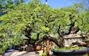 Lạc lối trong vườn bonsai chục tỷ mua vì “đam mê”  