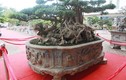 Sửng sốt sanh cổ 300 tuổi rễ ôm đá đẹp nhất Việt Nam