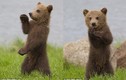 “Phát sốt” với màn biểu diễn kungfu của gấu con 
