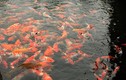 Mê mẩn hồ cá Koi 20 tỷ độc nhất vô nhị của đại gia Thái Nguyên