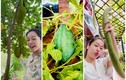 Vườn cây trái sum suê trong biệt thự 20 tỷ của Nhật Kim Anh 