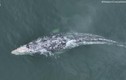 Clip: Phát hiện cá voi không đuôi ngoài bờ biển California 
