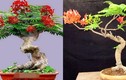 Mê mẩn những chậu phượng vĩ bonsai độc nhất vô nhị