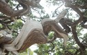 Cận cảnh vườn bonsai có 1-0-2 của “đại gia” Bắc Giang