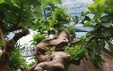 Chiêm ngưỡng ôi bonsai mọc ngược đẹp nhất Việt Nam 