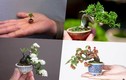 Mê mẩn những kiệt tác bonsai trong lòng bàn tay