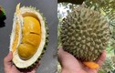 Những điều chưa biết về giống sầu riêng “đắt nhất Việt Nam” 