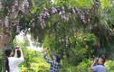 Cây nhãn cổ thụ ở Nam Định nở kín hoa lan phi điệp tím 