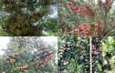 Tròn mắt xem những loại cây “mắn đẻ” nhất Việt Nam 
