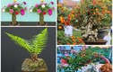 Khó tin loạt cây dại “lên đời” thành bonsai hút khách
