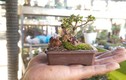 Mê mẩn bộ sưu tập bonsai minni lớn nhất thế giới 