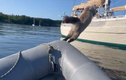 VIDEO: Chú mèo định nhảy lên thuyền nhưng lại ‘hạ cánh’ xuống biển 