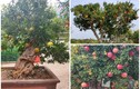 Ngắm lựu bonsai cổ thụ “hét giá” 100 triệu khiến đại gia mê mẩn 