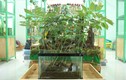  “Ngã ngửa” cây sâm Ngọc Linh tiền tỷ, đáng giá cả gia tài