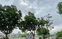 Nhếch nhác Công viên Thủ Lệ Hà Nội