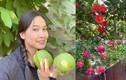 Thích mắt vườn cây trĩu quả trong biệt thự của Dương Mỹ Linh 