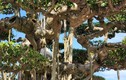 Chiêm ngưỡng dàn “quái cây” bonsai ít người dám hỏi giá 