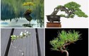 Mê tít bộ sưu tập những kiệt tác bonsai đẹp không tưởng