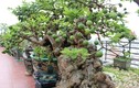 Ngắm ổi bonsai 300 tuổi khiến đại gia “đứng ngồi không yên"