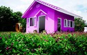  Độc đáo căn nhà màu tím “đốn tim” du khách ở Cần Thơ