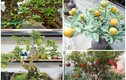 10 loại cây ăn quả bonsai cho dáng đẹp “say lòng“