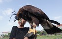 Bật mí loài chim dữ khiến người Việt vung “núi tiền” mua làm cảnh