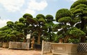 Vườn tùng la hán lớn nhất Việt Nam giữa trung tâm Hà Nội