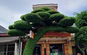 Cận cảnh cây sanh dáng lão đang sốt “rần rần” ở Nam Định