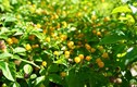 Biết gì về giống ớt nửa tỷ/kg khiến dân Việt đua nhau trồng?