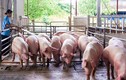 Gần Tết, chủ trại buồn rầu bán lỗ đến tiền tỷ mỗi lứa lợn 