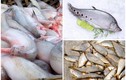 3 loài cá xưa lợn ăn “đổi đời” thành đặc sản tranh nhau mua