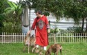 Cận cảnh trang trại chó Phú Quốc bạc tỷ của nữ dược sĩ Hà Nội