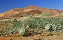 Tại sao không nên hái dưa hấu trên sa mạc?