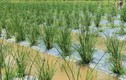 Bất ngờ những loại cỏ dại giúp nông dân “hái ra tiền“