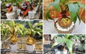 Mê tít loạt dừa bonsai độc lạ “đắt như tôm tươi” dịp Tết