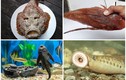 4 loài cá nhìn phát sợ “đổi đời” thành đặc sản đắt giá