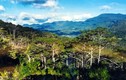 Lâm Đồng công nhận Điểm du lịch “Vườn Quốc gia Bidoup - Núi Bà” 
