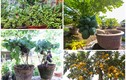 Ngắm loạt bonsai trĩu quả chơi Tết đẹp mê mẩn